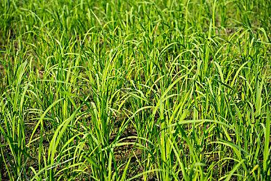 《使命召唤18》发售不到一个月 已经大降价促销