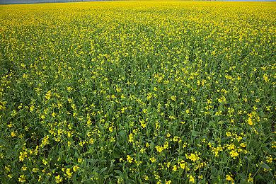 永劫无间《锦鲤杯》全民精英赛CC站总决赛落幕 CC直播Lm迷迭香与GBL战队分别夺冠